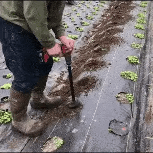Long-handled auger drilling planting holes in soil between rows of seedlings