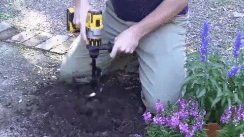 Cordless drill fitted with an auger bit digging a planting hole in garden soil