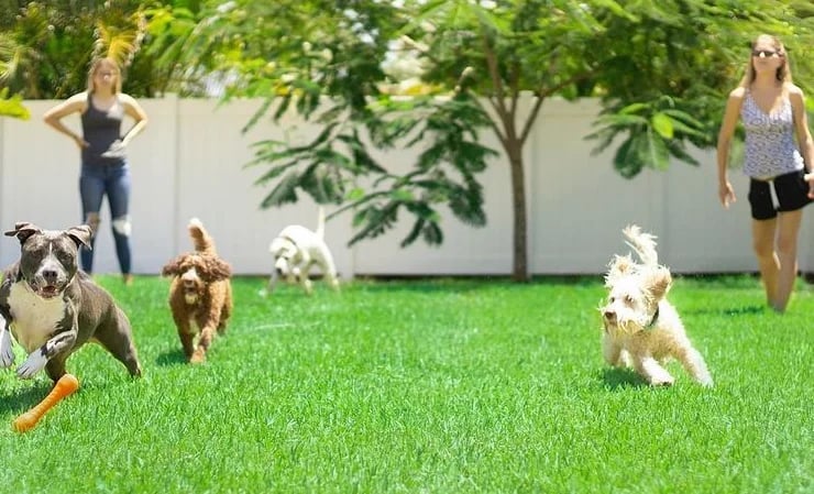 Dogs running across a green lawn while people watch beside a white fence
