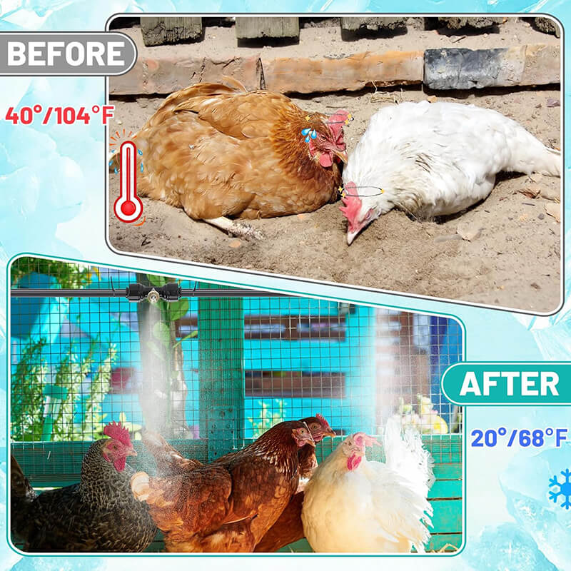 Hens before and after misting, 104°F before and 68°F after under overhead mist nozzles